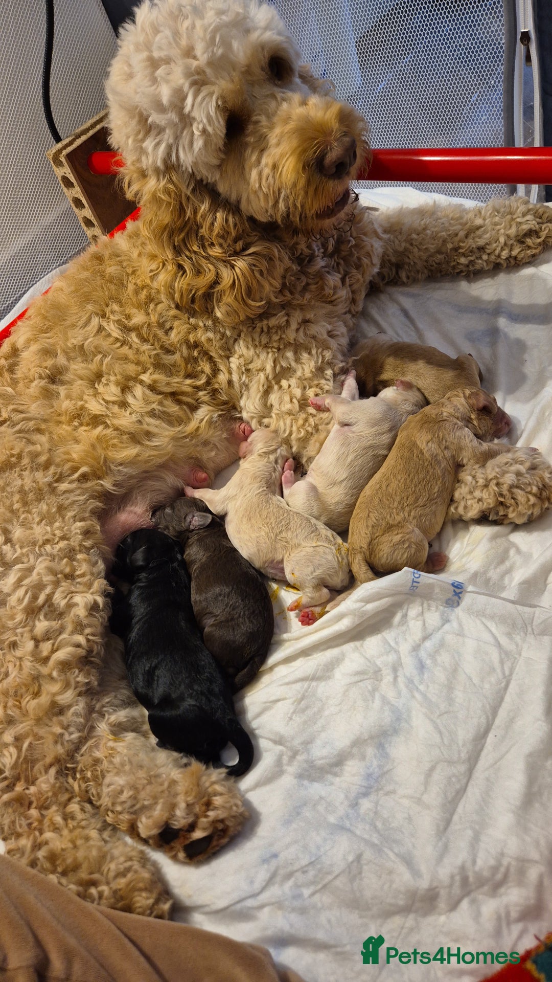 Cockapoo dogs for sale: Absolutely beautiful F1 Cockapoos  - Image 1