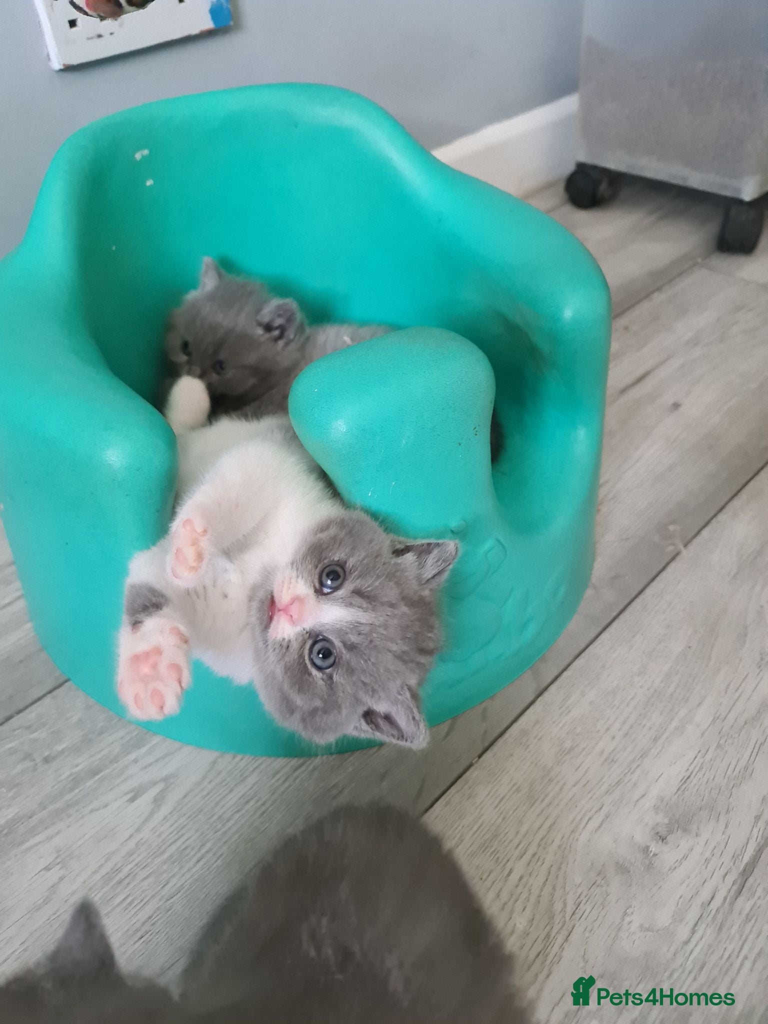 British Shorthair cats  *READY NOW* Last 2 boy British-shorthair kittens  - Advert 3