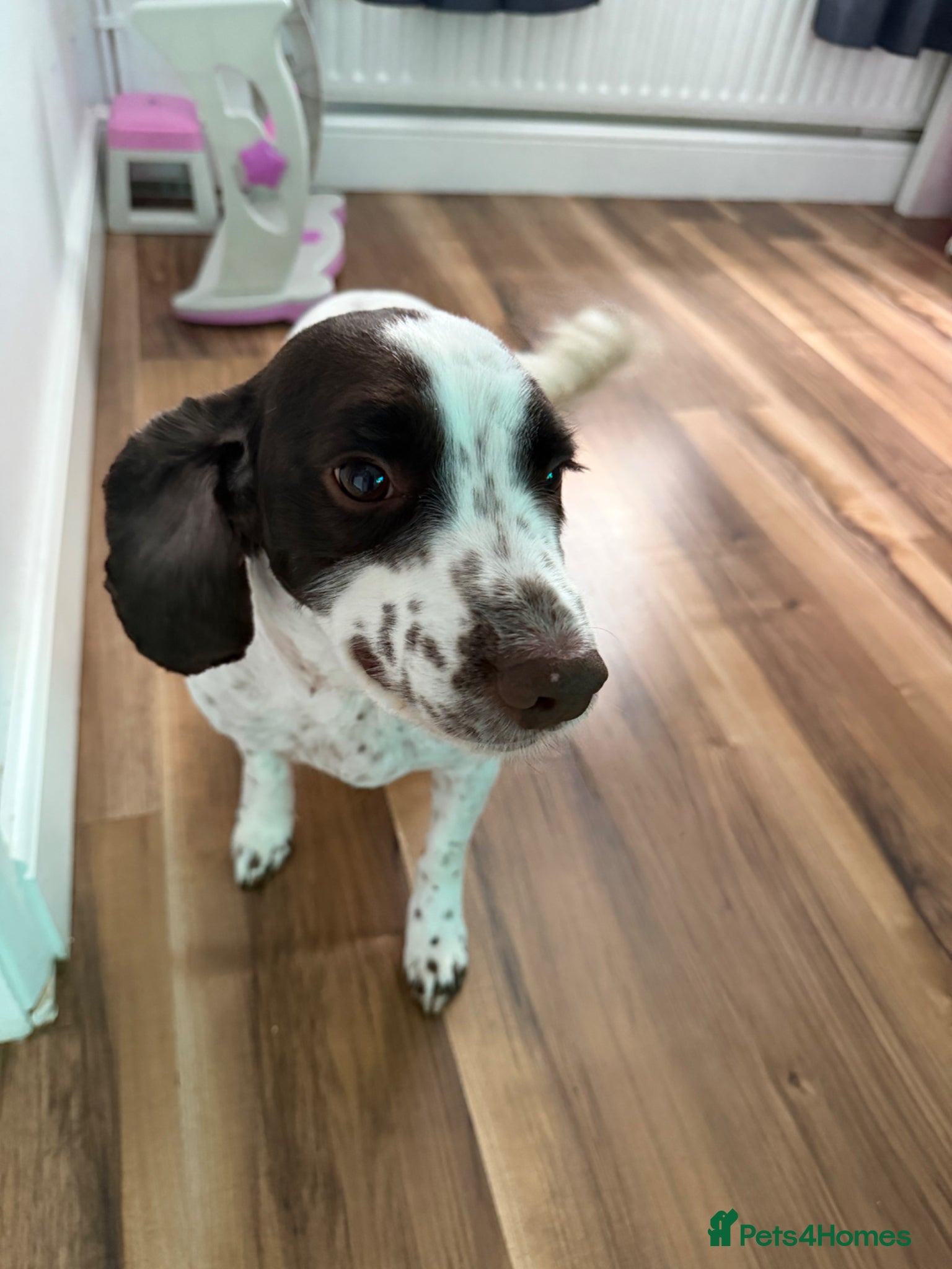 Sprocker dogs 5 year old sprocker  - Advert 11