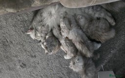 Persian cats for sale: Persian Kittens for Sale – Fluffy Bundles of Joy - Image 20