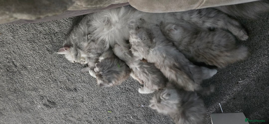 Persian cats for sale: Persian Kittens for Sale – Fluffy Bundles of Joy - Image 20