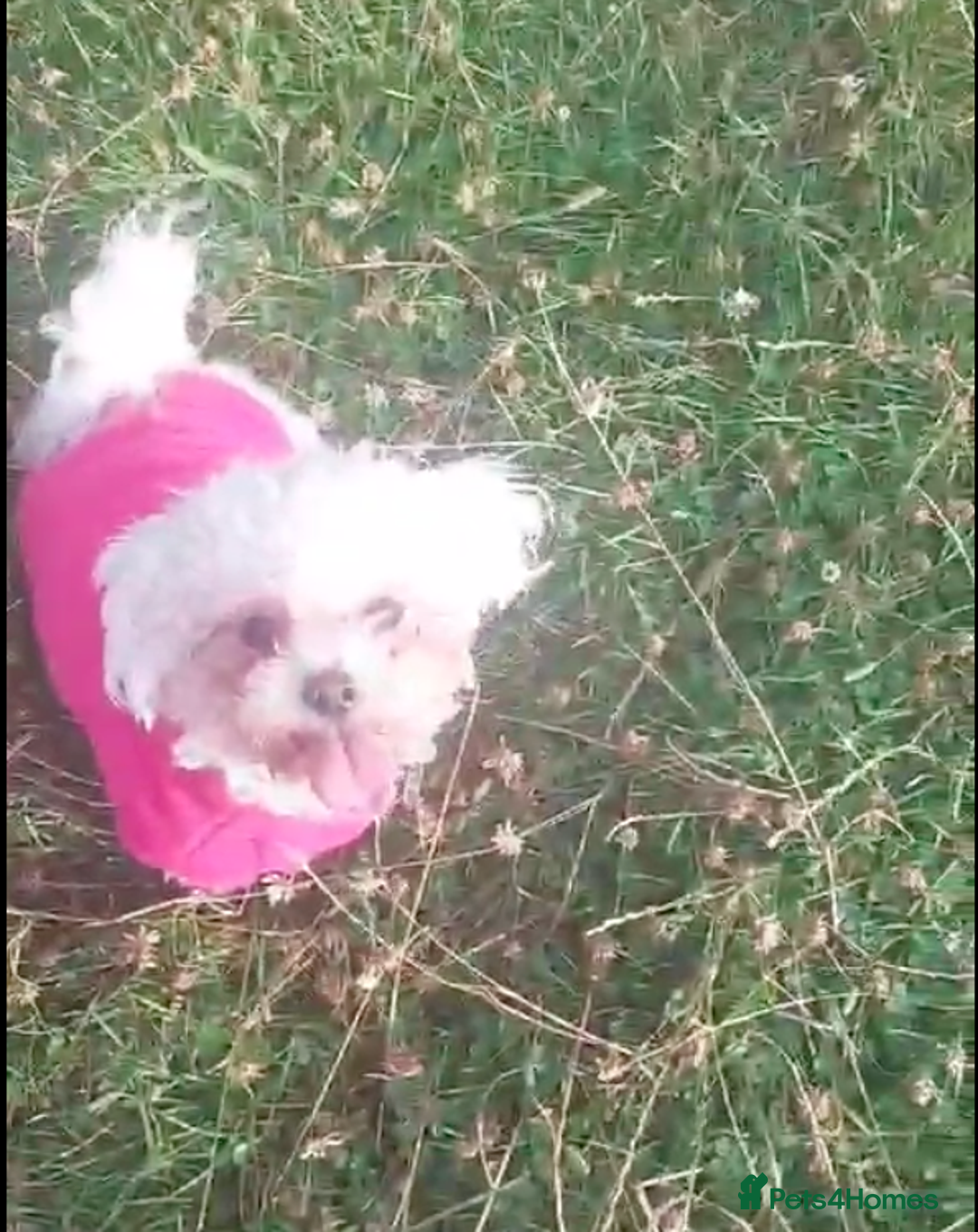 Poochon dogs for sale: Bambi and her mum Poppy need a new loving Family - Image 9
