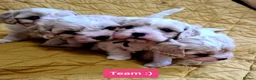 Cavapoo dogs for sale: Beautiful F1 Cavapoo Puppies Ready From 6th June  in London - Advert 1