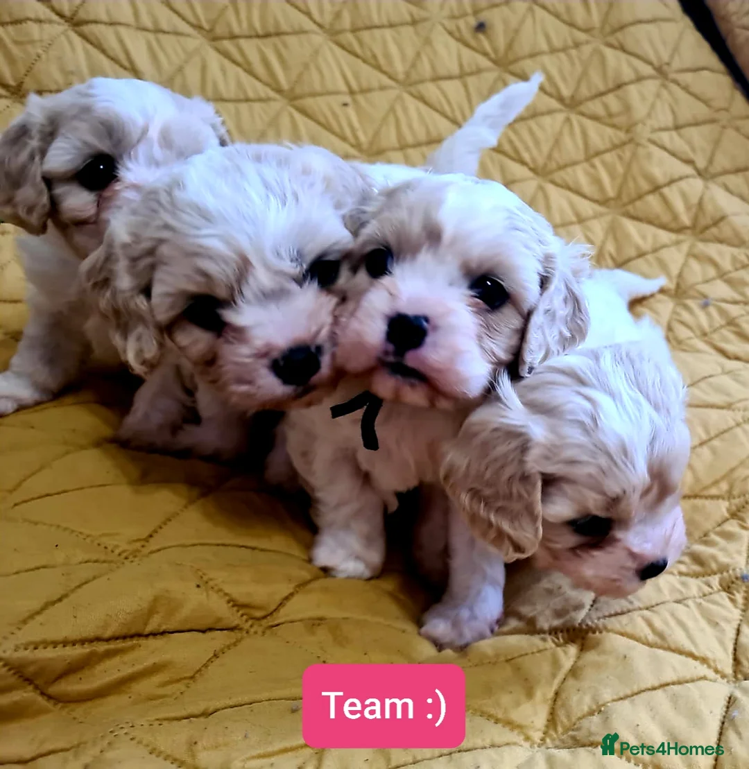 Cavapoo dogs for sale: Beautiful F1 Cavapoo Puppies Ready From 6th June  in London - Advert 1