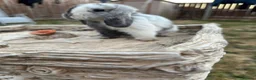 Mini Lop rabbits for sale: Mini lop bunny’s for sale  - Advert 5