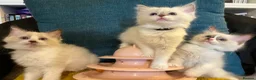Ragdoll cats for sale: Pure ragdoll 7 weeks old clearance sale London  - Advert 8