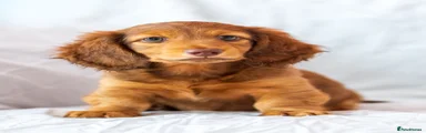 Miniature Dachshund 1