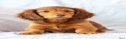 Miniature Dachshund dogs for sale: 🐾 MINIATURE LONG HAIRED DACHSHUND PUPPIES 🐾 - Advert 8