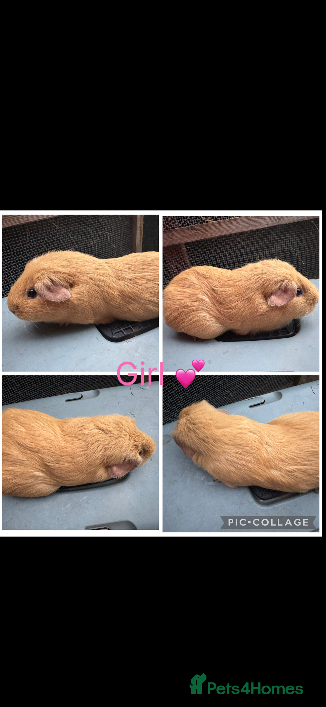 Guinea Pig rodents for sale: Mixture of Girl & Boy piggy’s looking for new laps - Advert 13