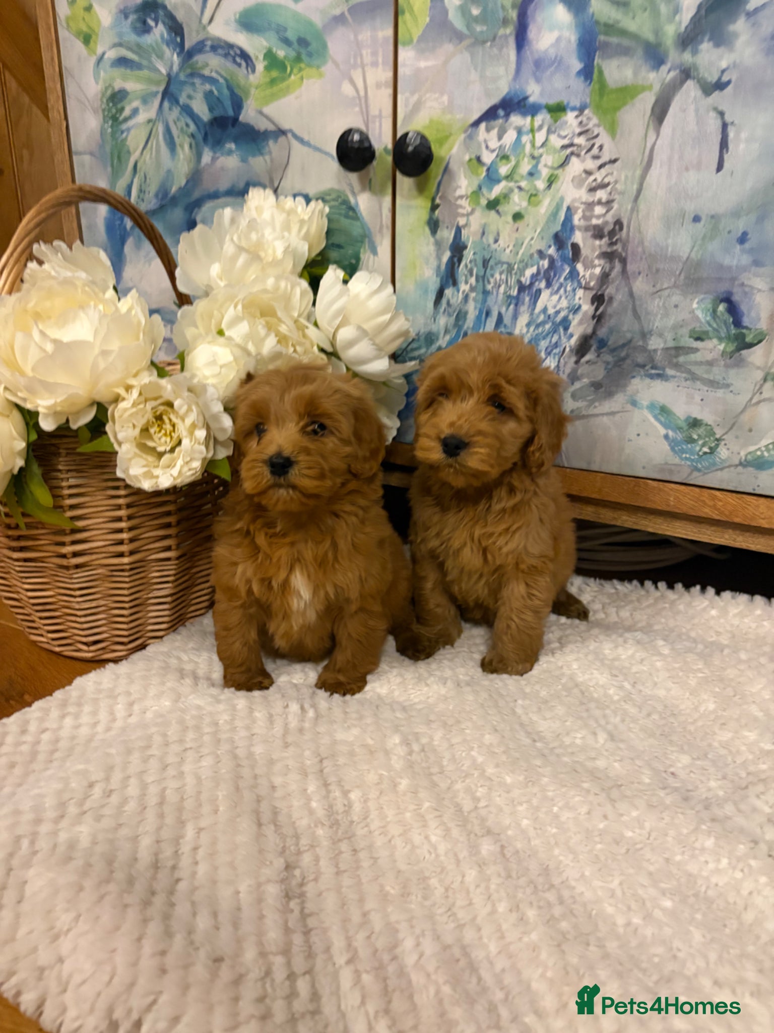 Cockapoo dogs Cockapoo F1 show type pups, PRIZEWINNING LINES  - Advert 2