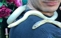 Corn Snake reptiles for sale: Male Albino Cornsnake for Adoption - Image 1