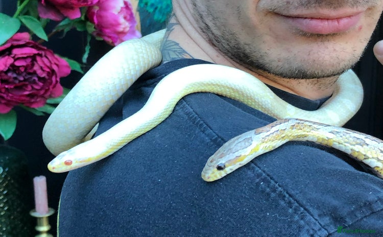 Corn Snake reptiles - Advert 5