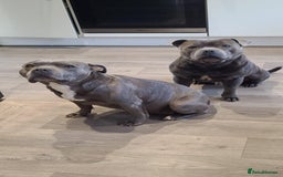 Staffordshire Bull Terrier dogs for sale: KC reg Blue Female Staffordshire bull terrier  - Image 4