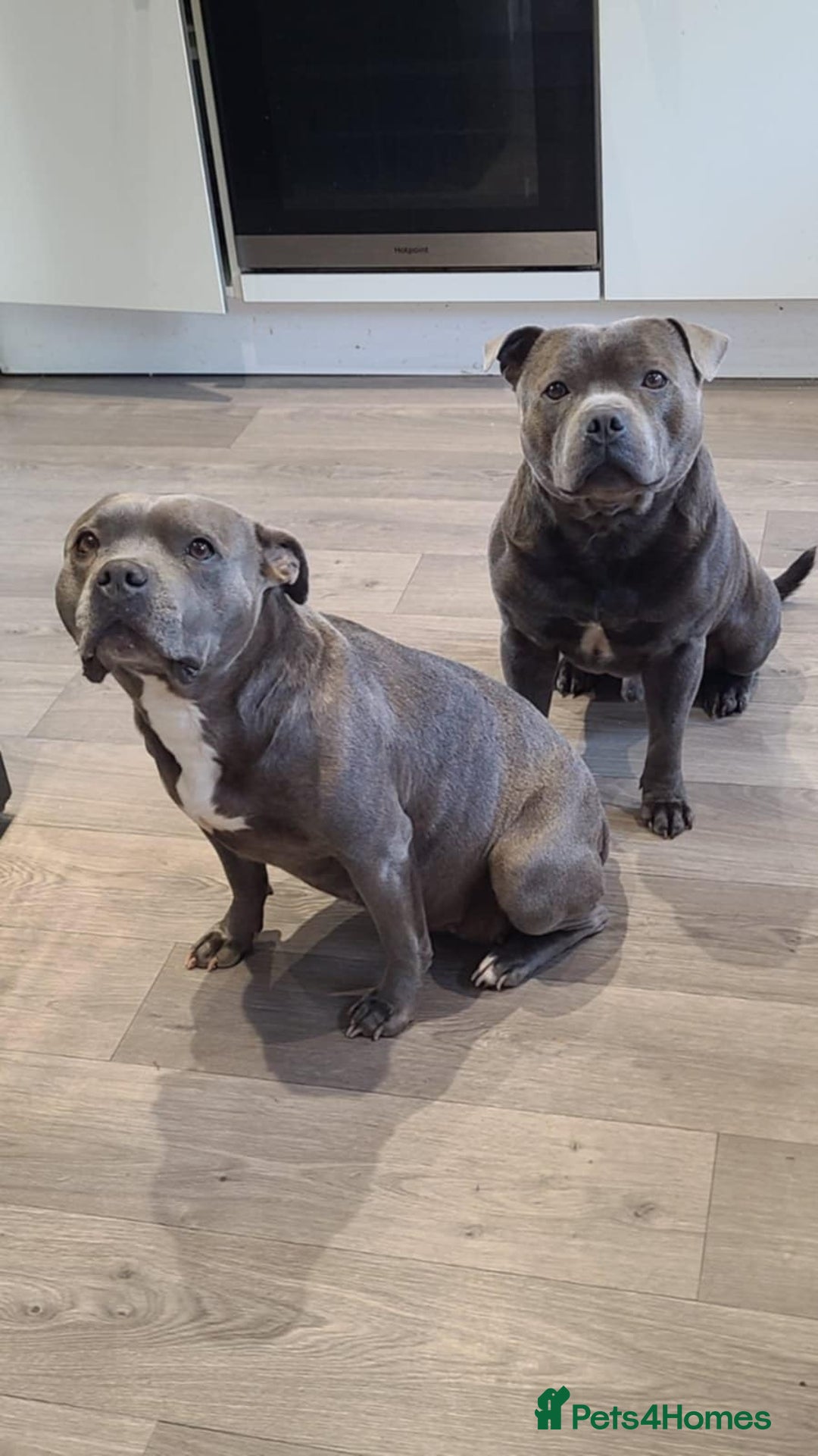 Staffordshire Bull Terrier dogs for sale: KC reg Blue Female Staffordshire bull terrier  - Image 4