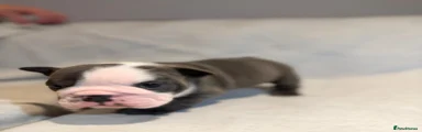 English Bulldog 1