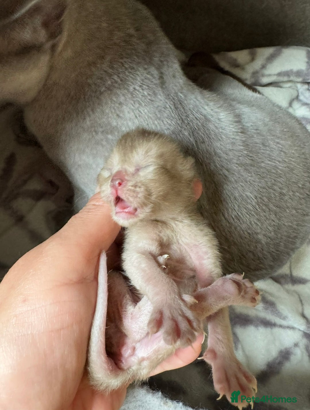 Burmese cats for sale: GCCF registered- home raised Burmese Kittens  - Advert 5