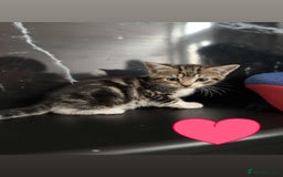 British Longhair cats for sale: KITTENS  - Image 2