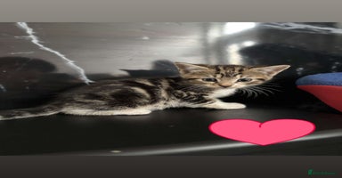 British Longhair cats - Advert 4