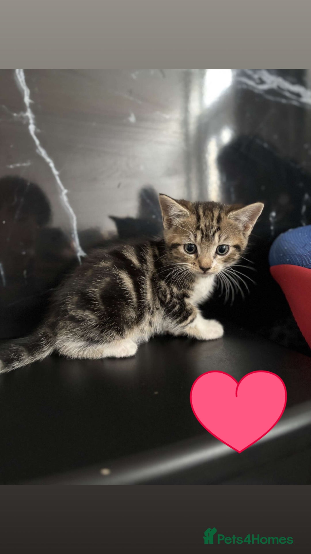 British Longhair cats for sale: KITTENS  - Image 2