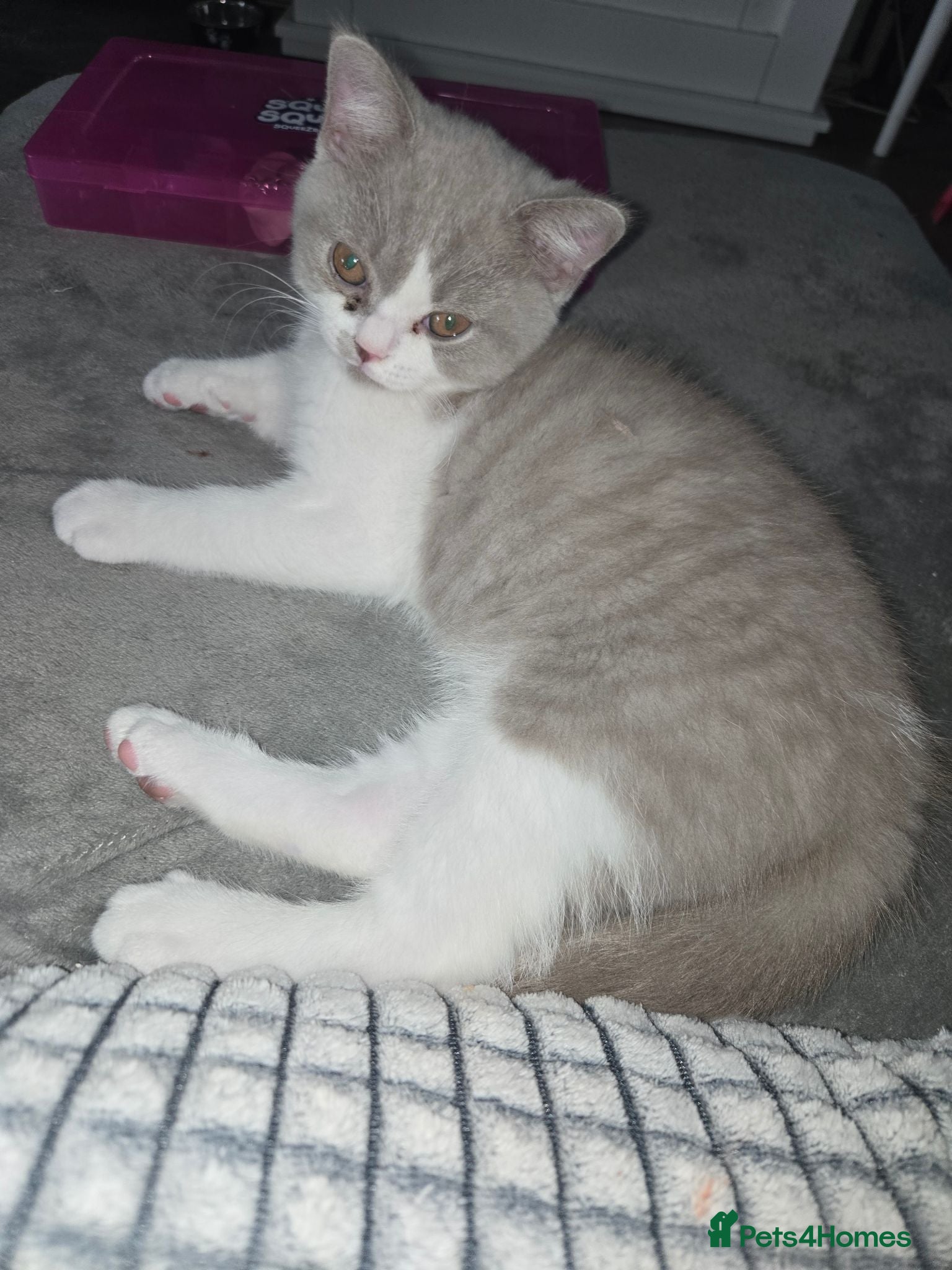 British Shorthair cats Olny 1 boy left ready now  - Advert 1