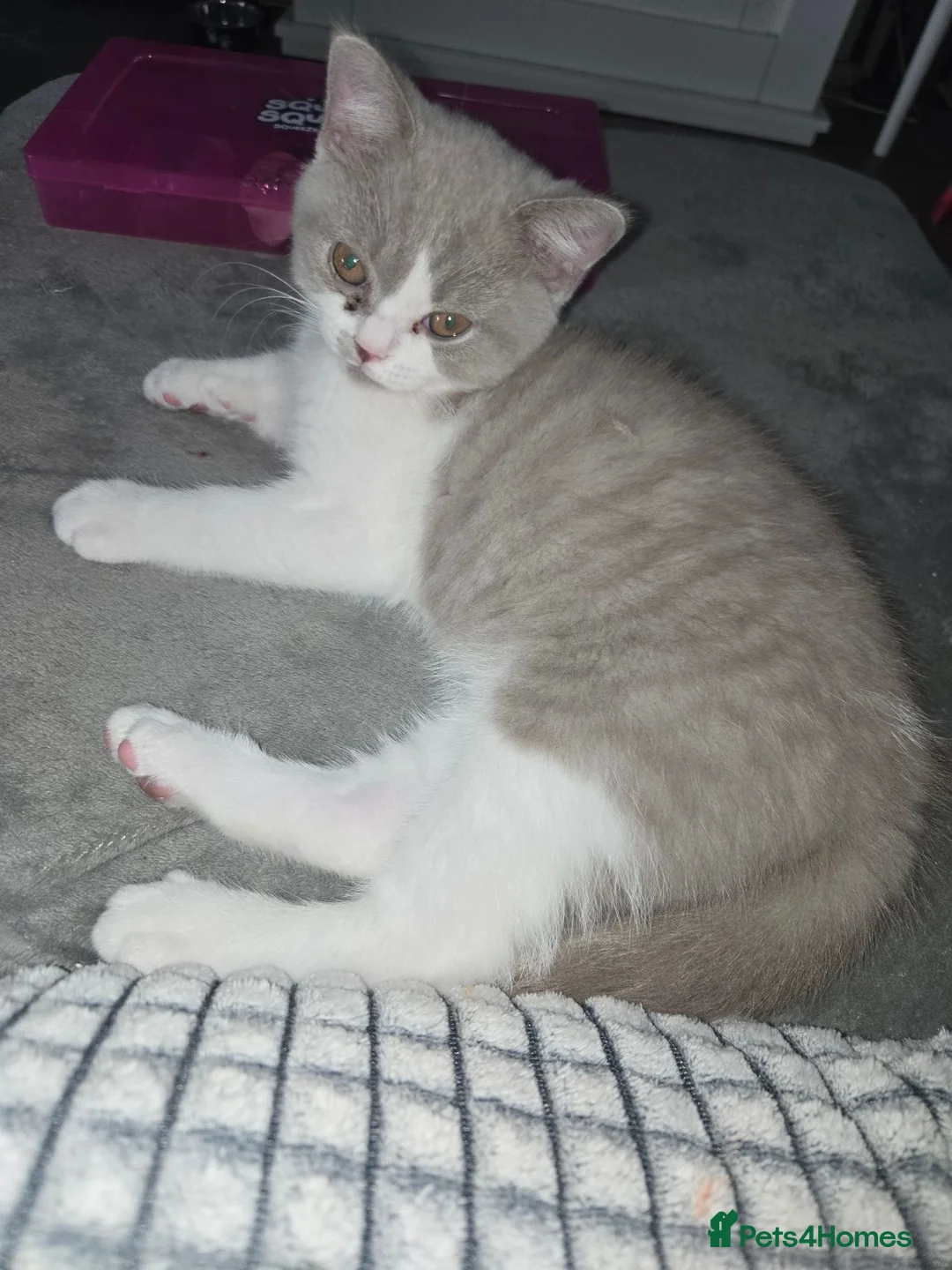 British Shorthair cats for sale: Olny 1 boy left ready now  - Advert 1