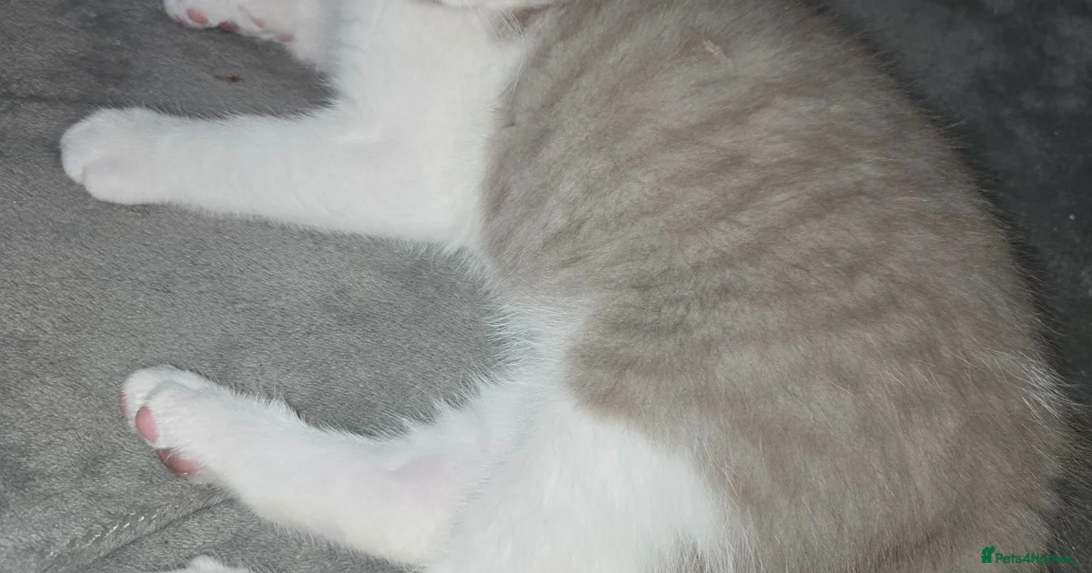 Kittens For Sale In Launceston Cornwall Pets4Homes kittens-for-sale-in-launceston-cornwall-pets4homes
