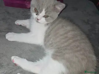 British Shorthair cats Olny 1 boy left ready now - Advert 1