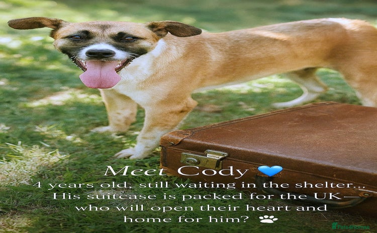 Mixed Breed dogs - Advert 1