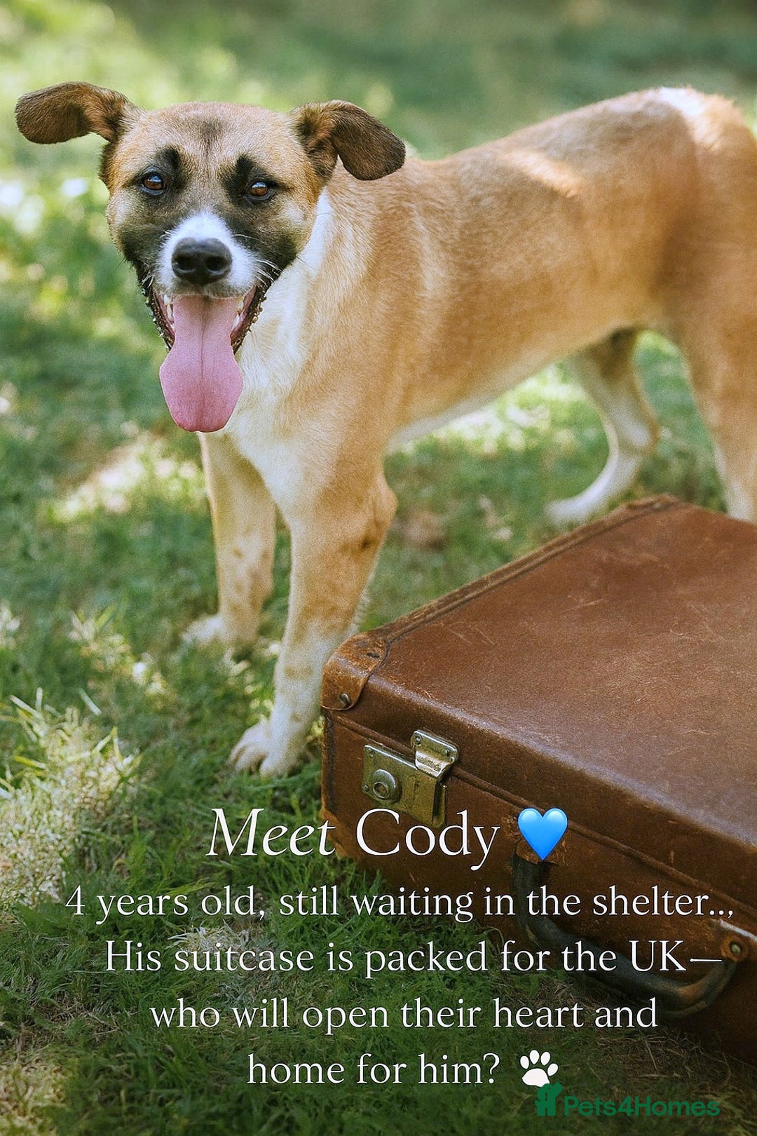 Mixed Breed dogs for adoption: 💛🐾 Cody – a heart as big as his smile 🐾💛 - Image 1