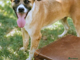 Mixed Breed dogs - Advert 25