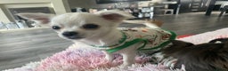 Chihuahua dogs for sale: Long haired chihuahuas  - Advert 5