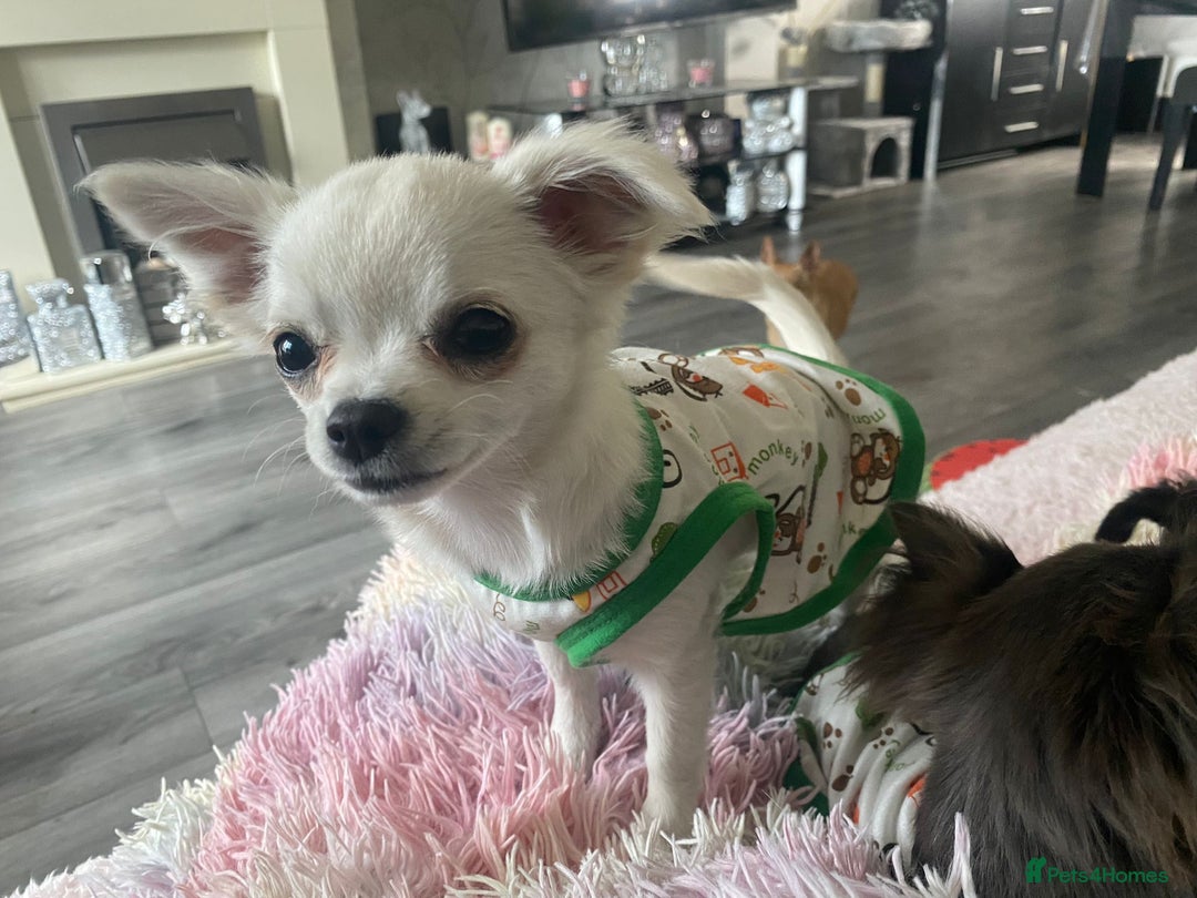 Chihuahua dogs for sale: Long haired chihuahuas  - Advert 5