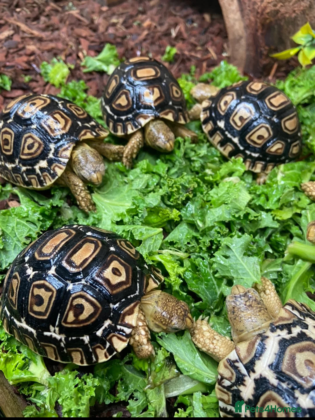 Tortoise reptiles for sale: Leopard Tortoises- Gorgeous Babies!  - Advert 9