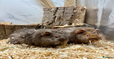 Guinea Pig rodents - Advert 16