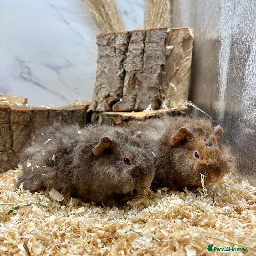 Guinea Pig rodents for sale: Lots of Baby Girls Guinea Pigs available 💗  - Image 2
