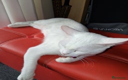 Khao Manee cats for sale: Khao Manee Diamond Eye cat White all over - Image 3