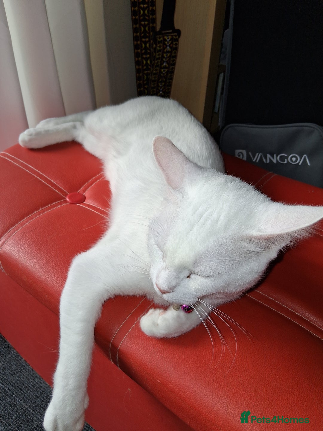 Khao Manee cats for sale: Khao Manee Diamond Eye cat White all over - Image 3