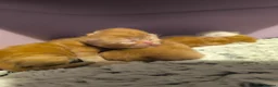 Persian cats for sale: Fluffy Ginger Persian Kittens, Doll & Peke face. - Advert 11