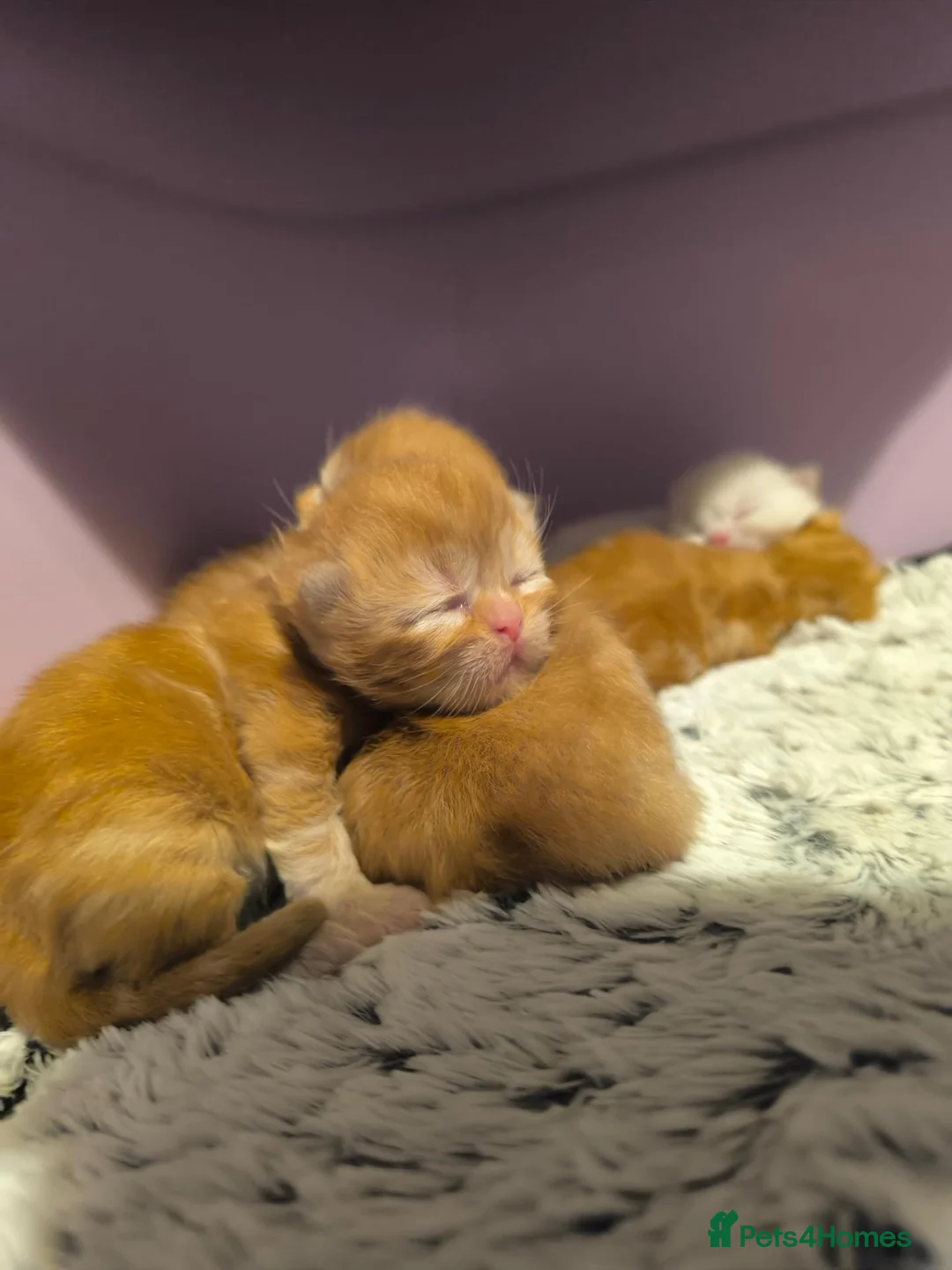 Persian cats for sale: Fluffy Ginger Persian Kittens, Doll & Peke face. - Advert 11