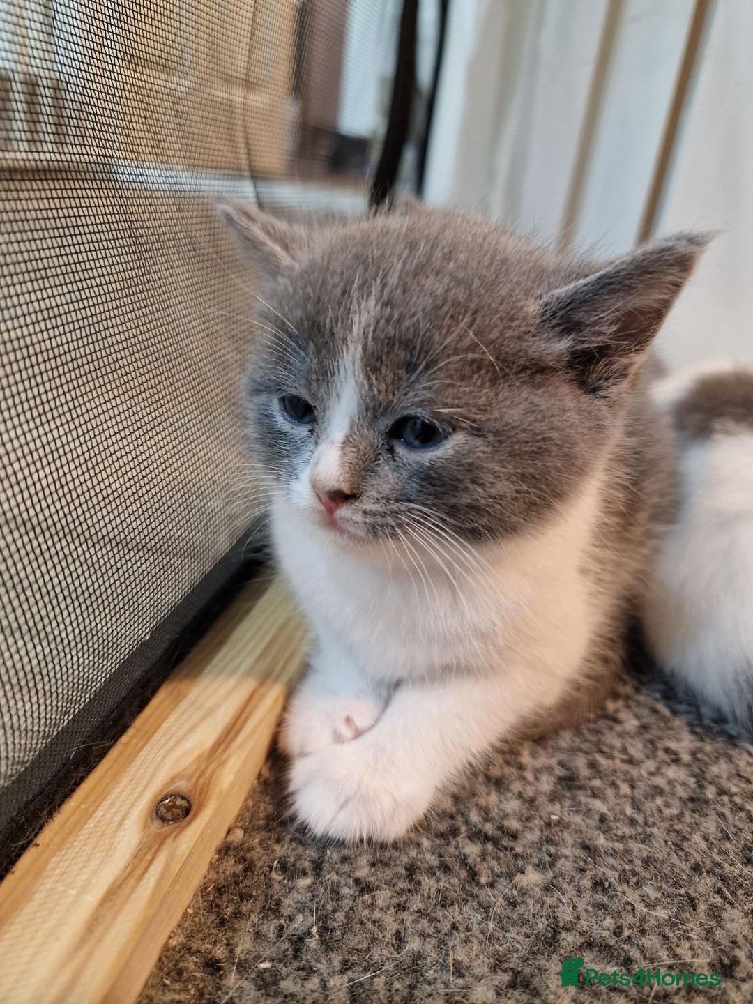 RagaMuffin cats for sale: 3 grey and white female kittens  - Image 13
