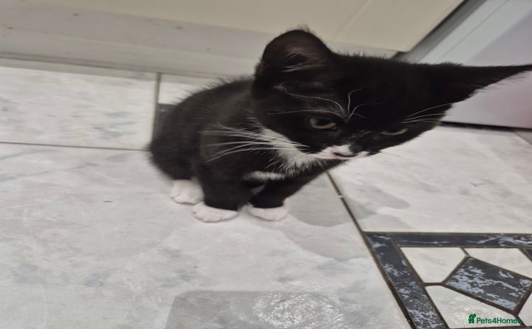 Domestic Shorthair cats - Advert 1