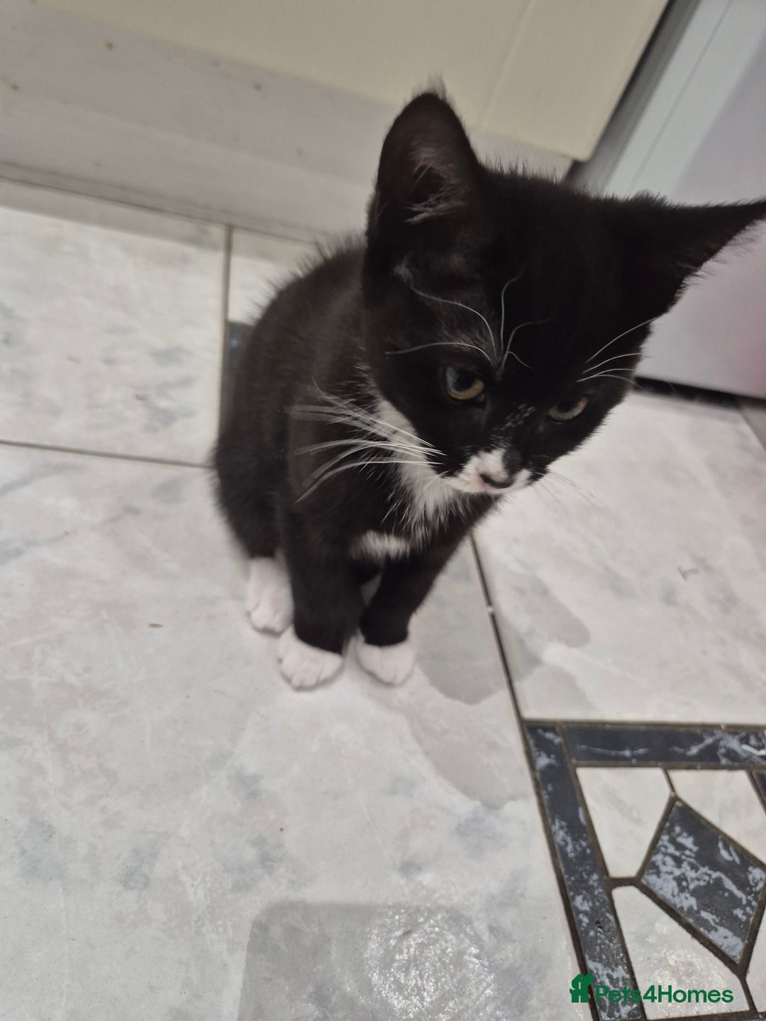 Domestic Shorthair cats for sale: Male & Female Kitten 12 WEEKS OLD - Image 1