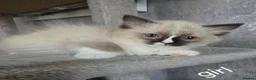 Ragdoll cats for sale: 3 rgdoll  kittens - Advert 2