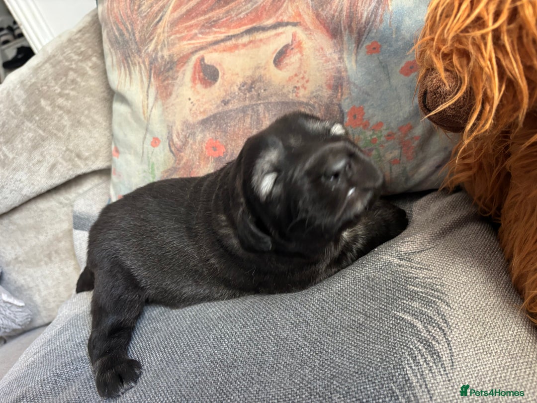 Caucasian Shepherd Dog dogs for sale: Caucasian shepherds 1 female and 1 male left - Advert 15