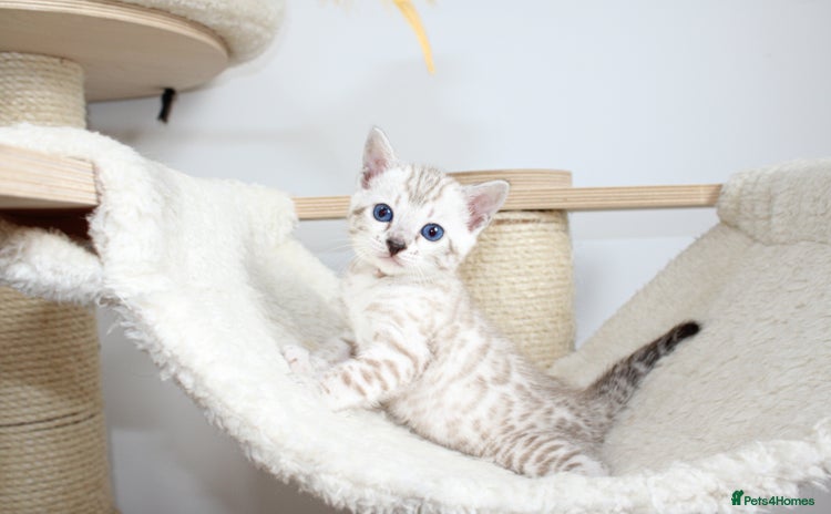 Bengal cats - Advert 1