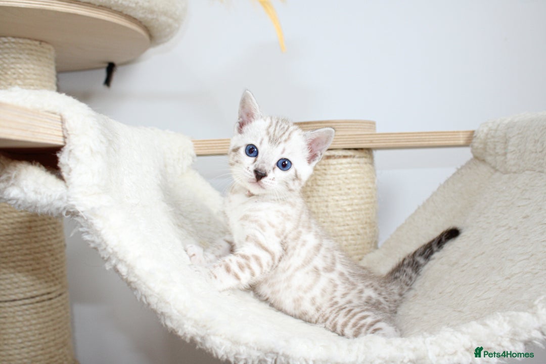 Bengal cats for sale: 😻OUTSTANDING SHOW BENGALS. SHOW WINNING PARENTS🏆 - Image 1
