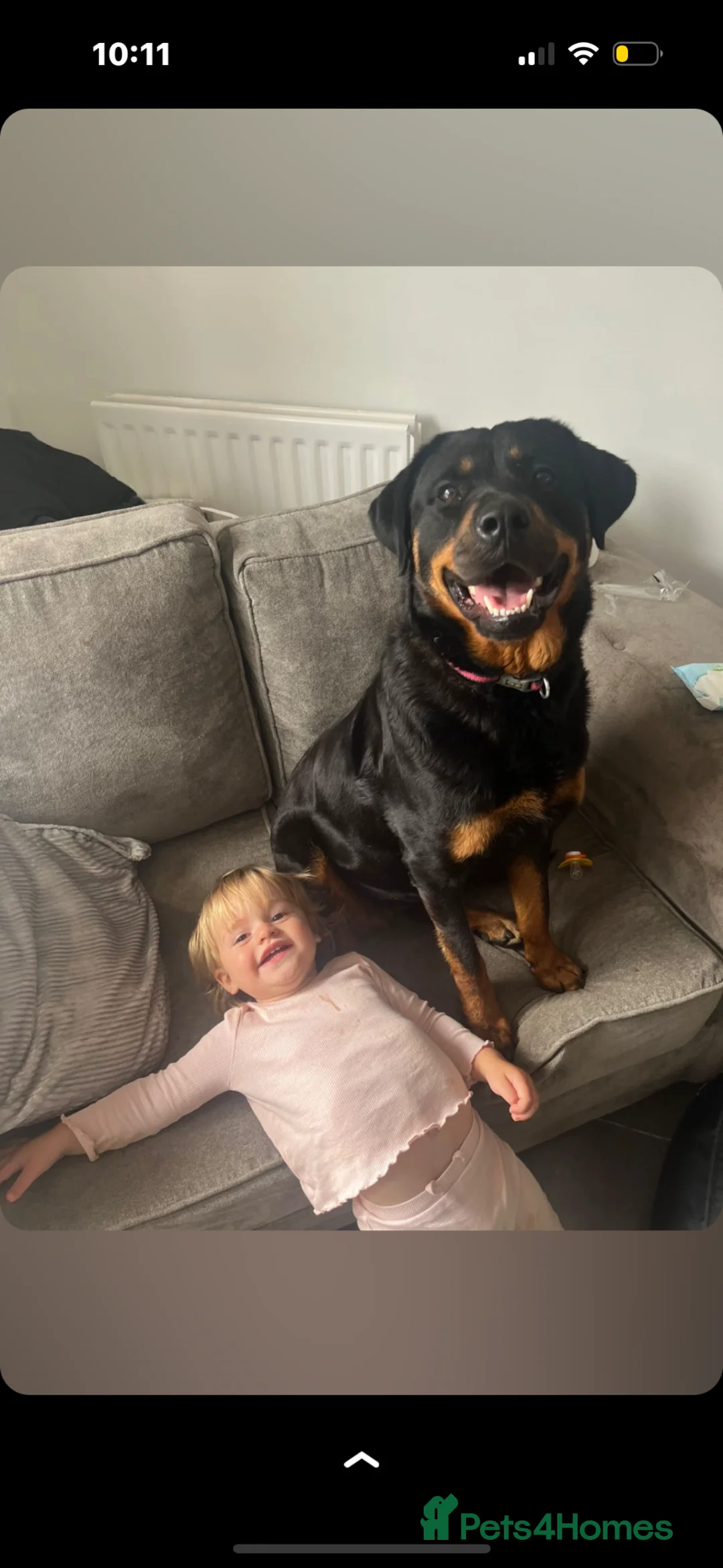 Rottweiler dogs for sale: Big chunky Rottweiler pups  - Advert 9