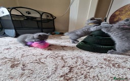 British Shorthair cats for sale: Gorgeous BSH kittens  - Image 13
