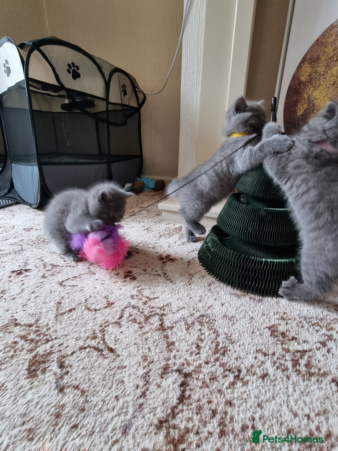 British Shorthair cats for sale: Gorgeous BSH kittens  - Image 13