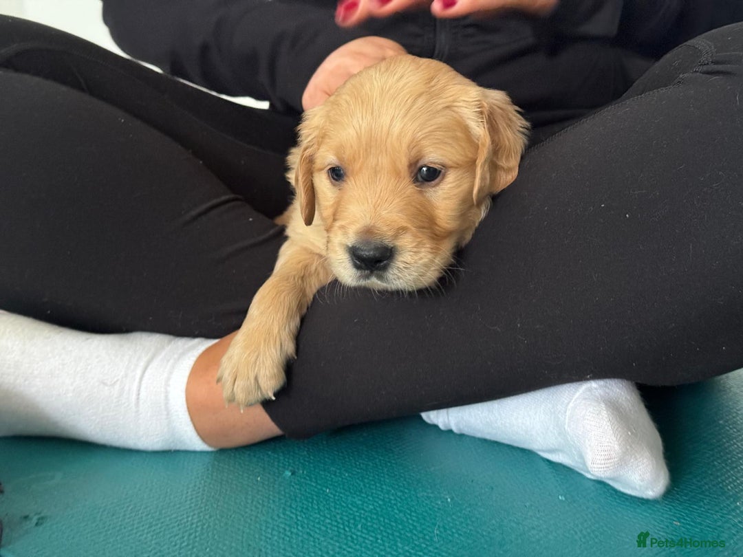Golden Retriever dogs for sale: Working Line KC reg golden retriever puppies  - Advert 7